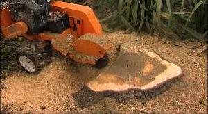 picture of a stump grinder removing an old stump