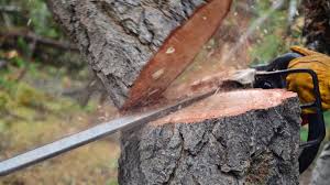 picture of a tree is being cut